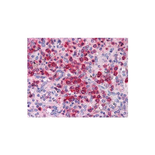 ELANE / Neutrophil Elastase antibody