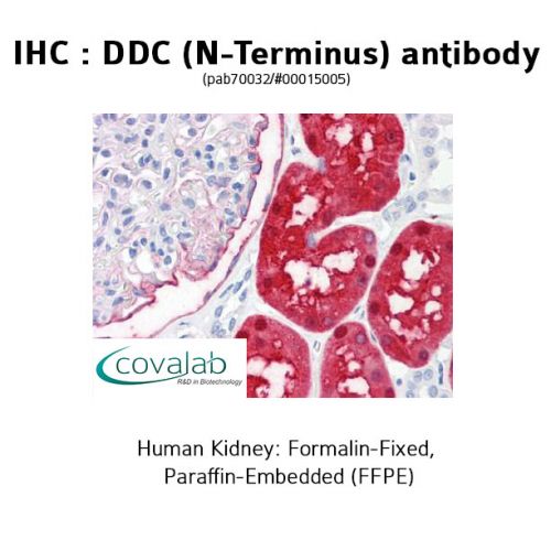 DDC (N-Terminus) antibody