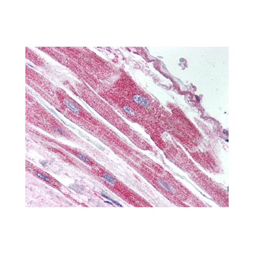 USP18 (aa40-49) antibody
