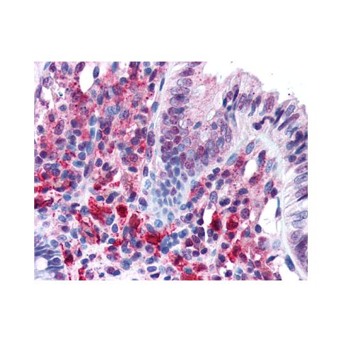 PACRG (aa204-215) antibody