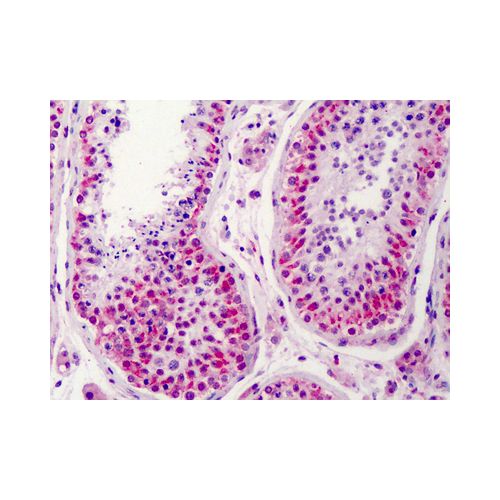 NEK2 (aa287-299) antibody