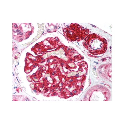 RIF1 (aa2406-2419) antibody