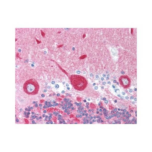 NCS-1 antibody
