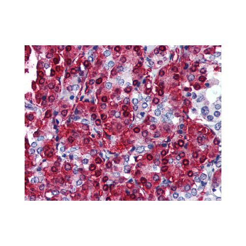 CBLC (aa444-458) antibody
