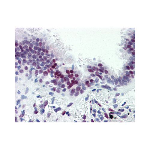 CASZ1 (N-Terminus) antibody