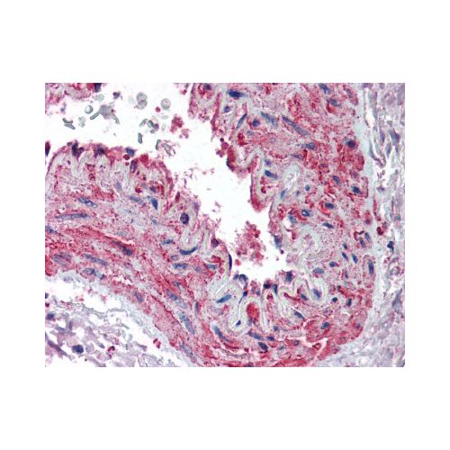 Beta Actin (aa359-368) antibody