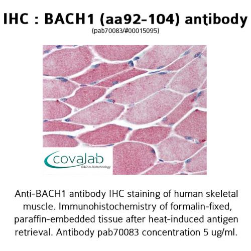 BACH1 (aa92-104) antibody