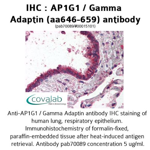 AP1G1 / Gamma Adaptin (aa646-659) antibody