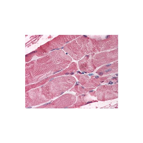 BMI-1 (aa252-264) antibody