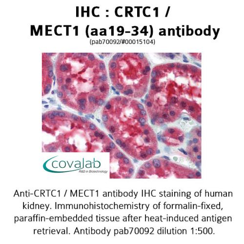 CRTC1 / MECT1 (aa19-34) antibody