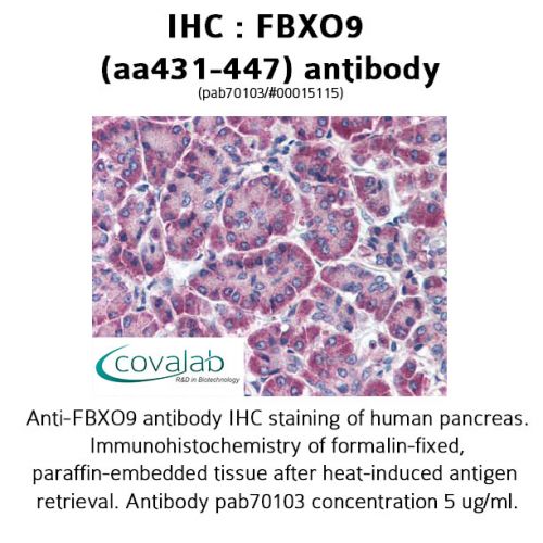 FBXO9 (aa431-447) antibody