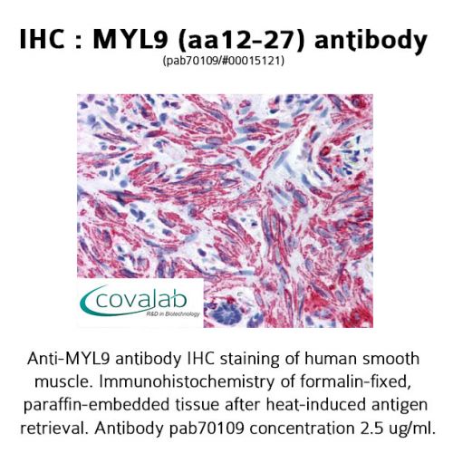 MYL9 (aa12-27) antibody