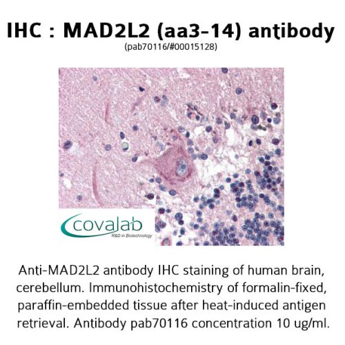 MAD2L2 (aa3-14) antibody