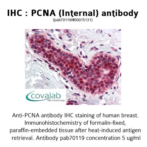 PCNA (Internal) antibody