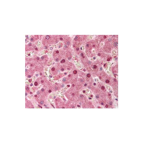 PPP1R13L / IASPP (aa780-797) antibody
