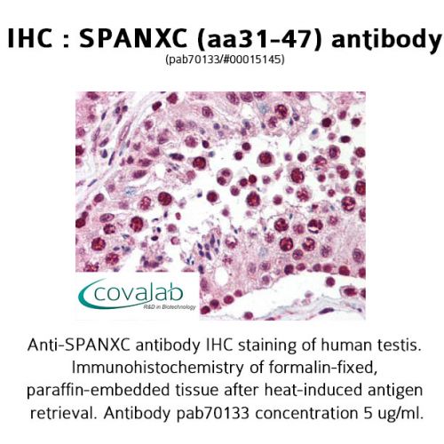 SPANXC (aa31-47) antibody