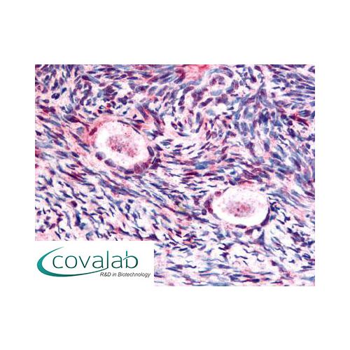 GSK3B / GSK3 Beta (pSer9) antibody