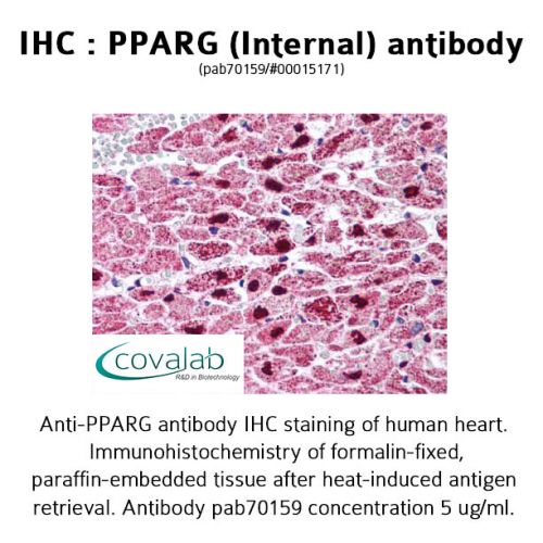 PPARG (Internal) antibody