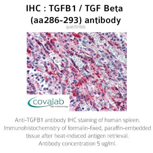 TGFB1 / TGF Beta (aa286-293) antibody