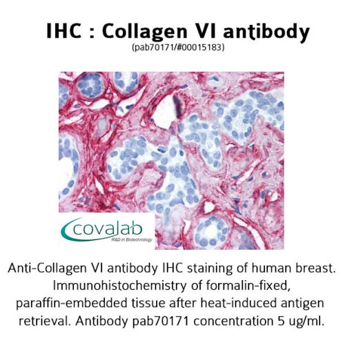 Collagen VI antibody