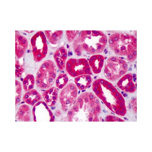 SLIT1 (aa487-504) antibody