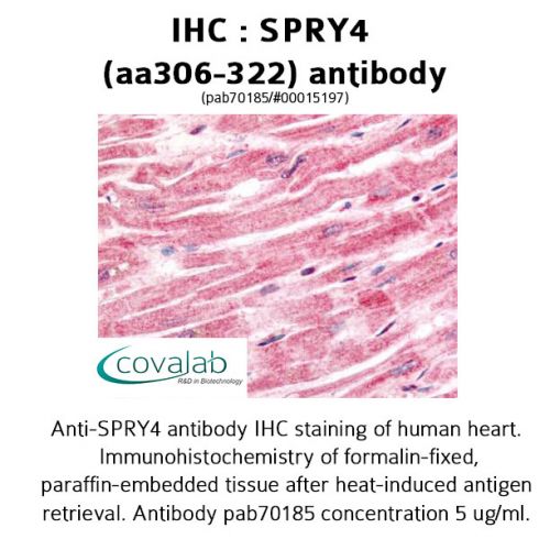 SPRY4 (aa306-322) antibody