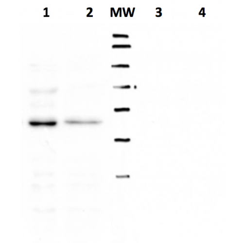 Tumor susceptibility gene 101 protein antibody