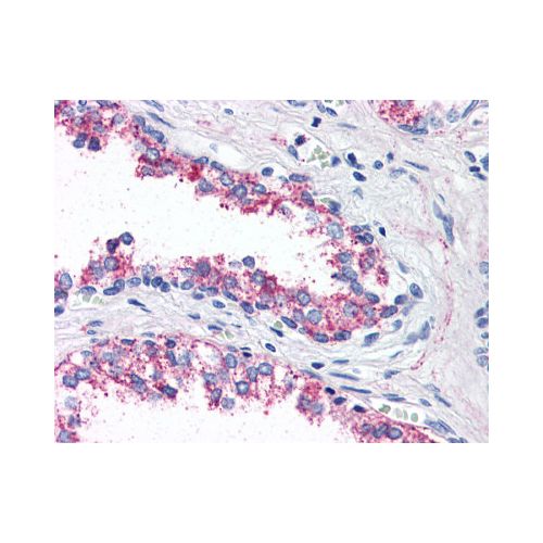 5HT1B Receptor (Internal) antibody