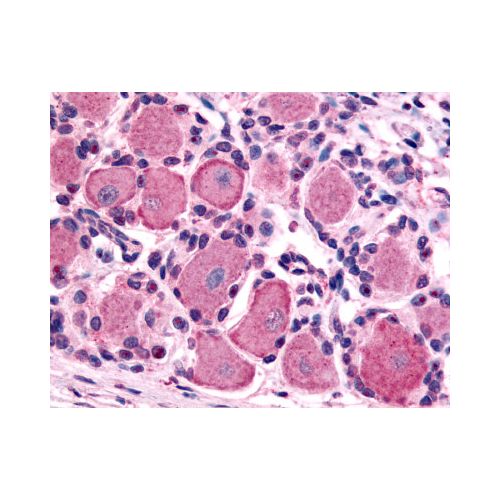 5HT1D Receptor (Cytoplasmic Domain) antibody
