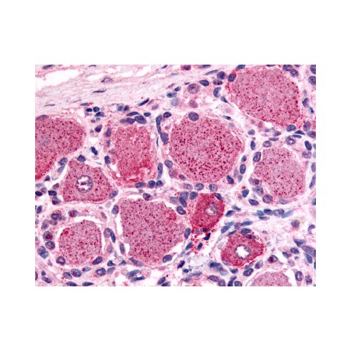 5HT1D Receptor (Cytoplasmic Domain) antibody