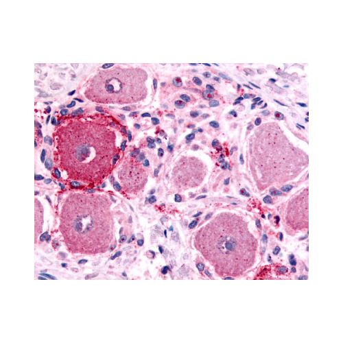 5HT1D Receptor (Extracellular Domain) antibody
