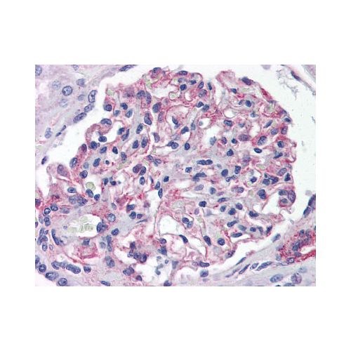 5HT1E Receptor (Cytoplasmic Domain) antibody
