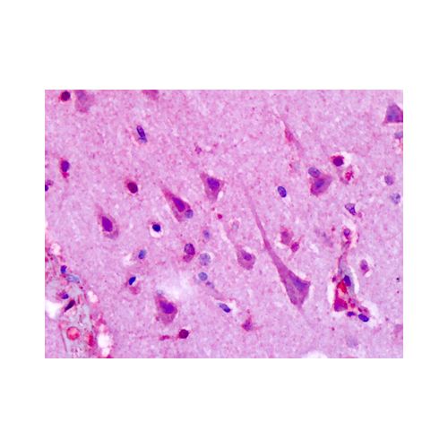 5HT1F Receptor (C-Terminus) antibody