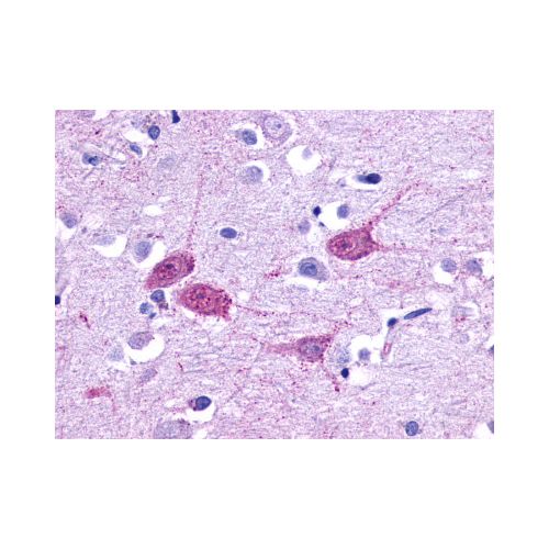 5HT1F Receptor (Cytoplasmic Domain) antibody