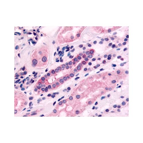 5HT1F Receptor (N-Terminus) antibody