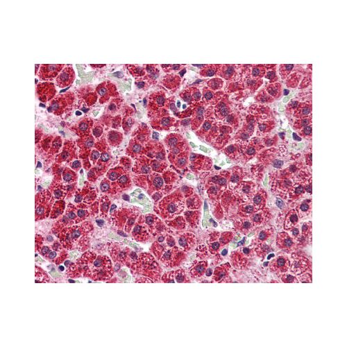 5HT2A Receptor (C-Terminus) antibody