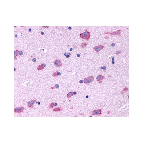 5HT2B Receptor (N-Terminus) antibody