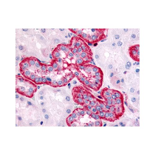 5HT2C Receptor (C-Terminus) antibody