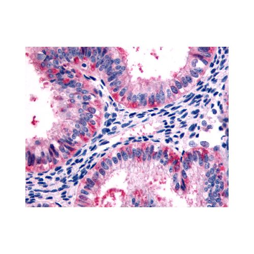 5HT2C Receptor (Cytoplasmic Domain) antibody