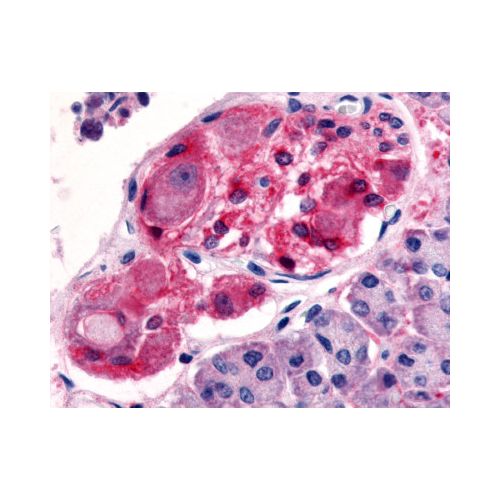 5HT2C Receptor (Cytoplasmic Domain) antibody