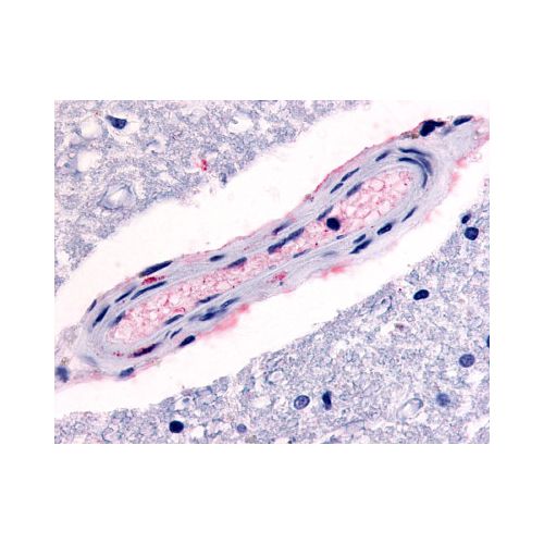 5HT4 Receptor (C-Terminus) antibody