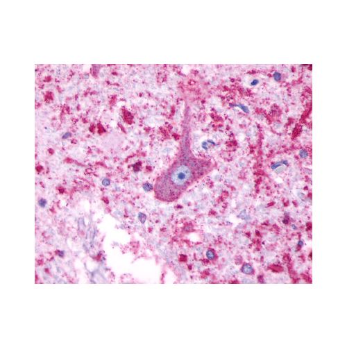 5HT4 Receptor (Cytoplasmic Domain) antibody