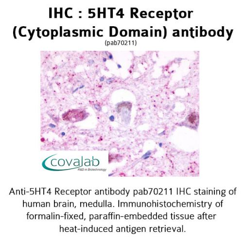5HT4 Receptor (Cytoplasmic Domain) antibody