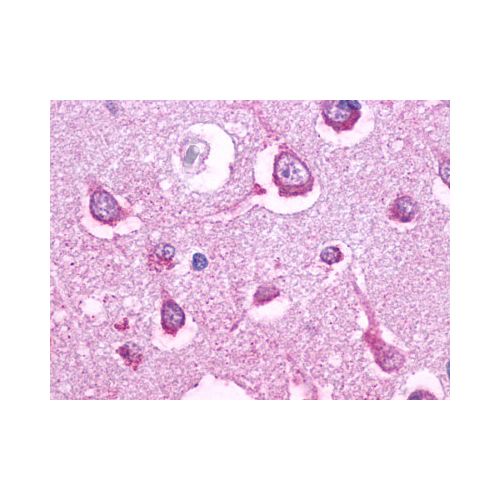 5HT5A receptor (Cytoplasmic Domain) antibody