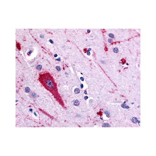 5HT5A receptor (Extracellular Domain) antibody