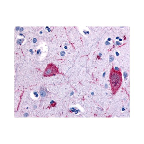 5HT5A receptor (N-Terminus) antibody