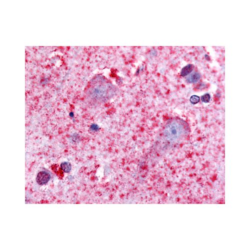 5HT7 Receptor (Cytoplasmic Domain) antibody