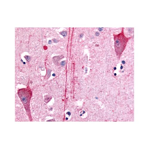 5HT7 Receptor (N-Terminus) antibody
