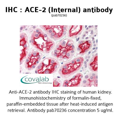 ACE-2 (Internal) antibody