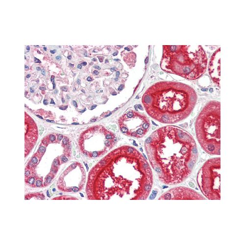 ACE-2 (N-Terminus) antibody